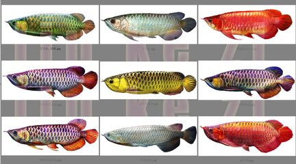 龍魚插畫：7張原創(chuàng)精品龍魚插畫素材模板供您在線下載 龍魚百科 第2張