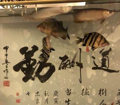 賣龍魚廣告詞：賣龍魚的廣告詞并不是很多,但是我們可以結(jié)合相關(guān)信息