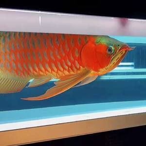 紅龍魚烤色燈：紅龍魚烤色燈怎么選