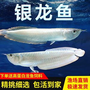 紅眼白子招財龍魚吃什么飼料：紅眼白子招財龍魚吃什么飼料紅眼白子招財龍魚吃什么飼料 龍魚百科 第2張