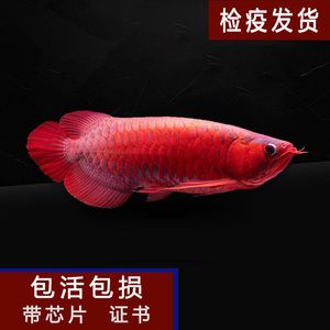 紅龍魚芯片怎么查詢：紅龍魚的芯片怎么查詢 龍魚百科 第3張