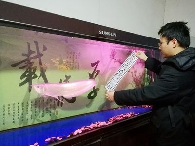 金龍魚拍賣現(xiàn)場：金龍魚拍賣現(xiàn)場主要涉及到司法網(wǎng)絡拍賣和線上拍賣