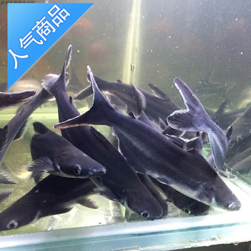 常見(jiàn)的觀賞魚(yú)名字及圖片：常見(jiàn)的觀賞魚(yú)名字及圖片及圖片，常見(jiàn)的觀賞魚(yú)名字及圖片 龍魚(yú)百科 第2張