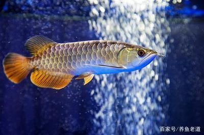 跟金龍魚相似的龍魚：與金龍魚相似的龍魚種類 龍魚百科 第3張