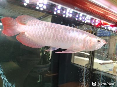 側(cè)燈龍魚會掉眼嗎：關(guān)于龍魚掉眼的問題 龍魚百科 第2張