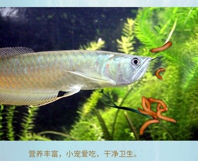 喂龍魚的蟲子是什么樣的：喂龍魚的蟲子主要有兩種，另一種是大麥蟲，另一種是面包蟲 龍魚百科 第3張