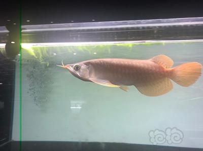 紅龍魚不進(jìn)食怎么辦：紅龍魚不吃東西怎么辦 龍魚百科 第2張