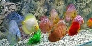 為什么養(yǎng)龍魚水位都很低：為什么養(yǎng)龍魚水位很低