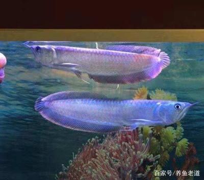 龍魚(yú)總是在缸角不動(dòng)：龍魚(yú)為什么總是在缸角不動(dòng)