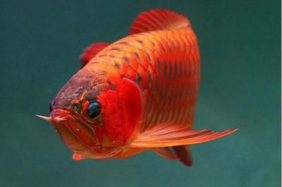 紅龍魚(yú)眼睛周?chē)G色是什么：紅龍魚(yú)眼睛周?chē)G色是什么原因