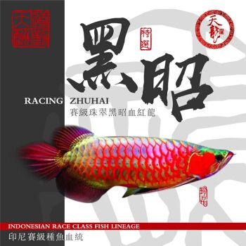 血龍魚(yú)苗多少錢(qián)一條：血龍魚(yú)苗價(jià)格多少錢(qián)一條血龍魚(yú)苗多少錢(qián)一條