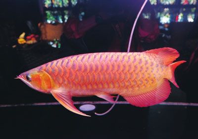 紅龍魚什么樣的體型是極品的魚：極品紅龍魚什么樣的體型是極品紅龍魚什么樣的體型 龍魚百科 第2張