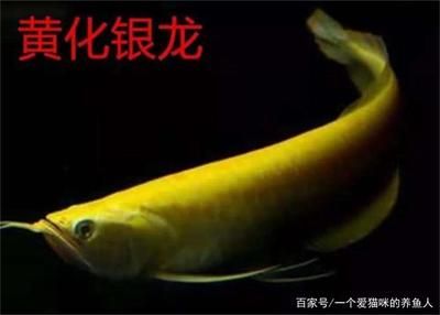 黃化龍魚和銀龍一樣養(yǎng)嗎：黃化龍魚和銀龍魚一樣養(yǎng)嗎