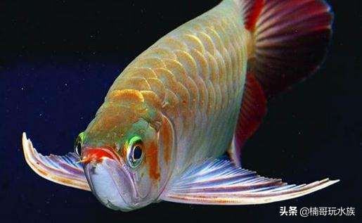 養(yǎng)龍魚的風(fēng)水寓意是什么：養(yǎng)龍魚的風(fēng)水寓意是什么養(yǎng)龍魚的風(fēng)水寓意是什么 龍魚百科 第1張