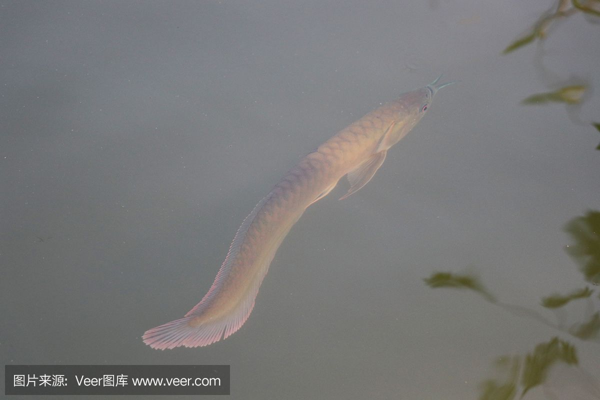 龍魚一直游在水面正常嗎？：龍魚一直游在水面正常嗎一直游在水面正常嗎 龍魚百科 第1張