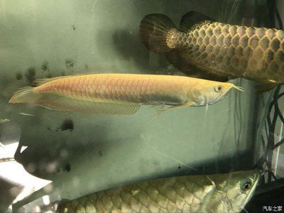 黃化龍魚百度百科：黃化龍魚是一種美麗的觀賞魚類，具有一定文化和經濟價值