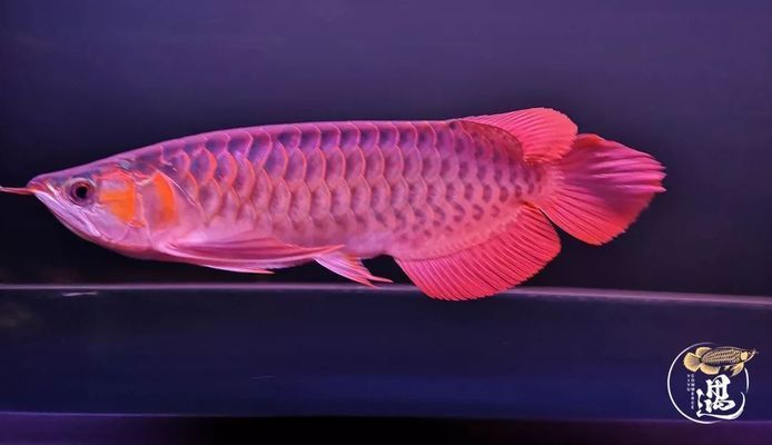 龍魚吃咸蝦會(huì)死嗎：喂食咸蝦可能會(huì)引起龍魚的腸炎，喂食咸蝦可能會(huì)導(dǎo)致死亡 龍魚百科 第1張