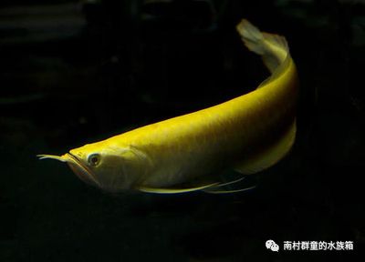 赤瞳皇龍魚長(zhǎng)大后的樣子：赤瞳皇龍魚和皇龍魚的區(qū)別