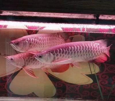 天價(jià)金龍魚價(jià)格排名多少錢：天價(jià)金龍魚價(jià)格排名多少錢天價(jià)金龍魚價(jià)格排名多少錢 龍魚百科 第1張