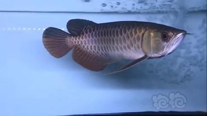 金龍魚古典藍：金龍魚古典藍底過背金龍魚