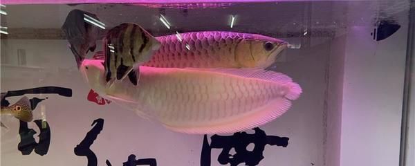 金龍魚 燈 多久 有效果：金龍魚每天開燈8-10個小時的效果較好 龍魚百科 第3張