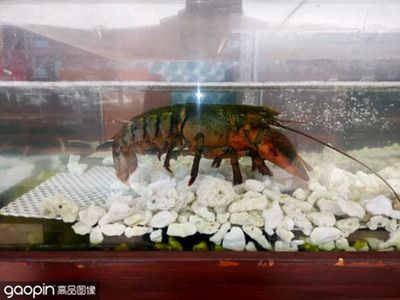 紅龍魚狀態(tài)不好怎么調(diào)整魚缸：當(dāng)紅龍魚的狀態(tài)不佳時(shí)，調(diào)整魚缸環(huán)境和參數(shù)是非常重要的 龍魚百科 第3張