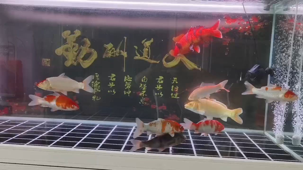 第一次養(yǎng)錦鯉：第一次養(yǎng)錦鯉,昆weixin001 觀賞魚(yú)論壇