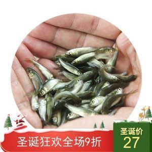 龍魚(yú)苗吃什么長(zhǎng)得快些：龍魚(yú)苗吃什么長(zhǎng)得快一些 龍魚(yú)百科 第1張