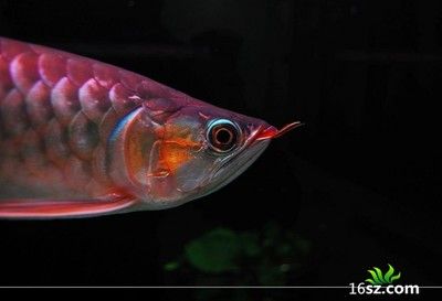 養(yǎng)龍魚(yú)喂的小魚(yú)算殺生嗎：養(yǎng)龍魚(yú)喂小魚(yú)算殺生嗎？ 龍魚(yú)百科 第1張