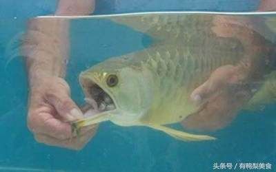 金龍魚嘴里好像在攪東西吃：金龍魚在進(jìn)食或繁殖期間會(huì)表現(xiàn)出嘴巴張開的行為