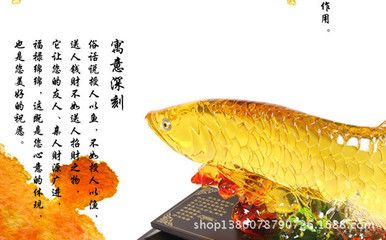 金龍魚送人要注意啥問題：送金龍魚需要注意多個因素，金龍魚送人要注意啥問題 龍魚百科 第1張