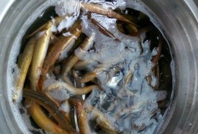 喂龍魚凍泥鰍應(yīng)該怎么處理：喂食龍魚凍泥鰍需要經(jīng)過一系列的處理步驟以確保泥鰍的安全性和衛(wèi)生性 龍魚百科 第2張