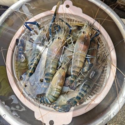 龍魚喂海蝦還是淡水蝦：龍魚在不同的生長階段可以喂食不同種類的蝦 龍魚百科