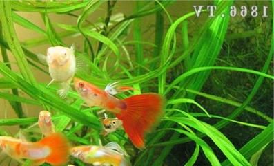 小龍魚(yú)多久喂一次魚(yú)食：小龍魚(yú)多久喂一次魚(yú)？ 龍魚(yú)百科 第3張