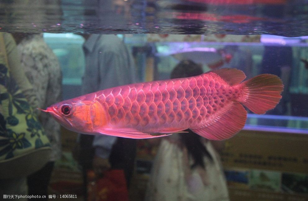 大湖紅龍魚對比印尼紅龍魚哪個貴些：大湖紅龍魚和印尼紅龍魚哪個貴些