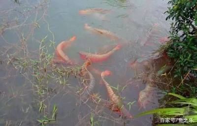 養(yǎng)龍魚水里需要加鹽嗎？：養(yǎng)好龍魚水里需要加鹽嗎 龍魚百科 第2張