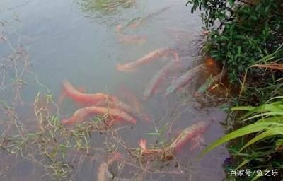 養(yǎng)龍魚水里需要加鹽嗎？：養(yǎng)好龍魚水里需要加鹽嗎 龍魚百科 第3張