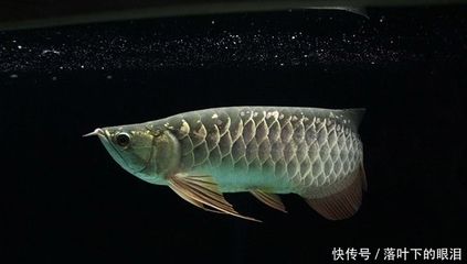 龍魚幾天能適應新環(huán)境嗎：龍魚幾天能適應新環(huán)境