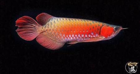 龍魚(yú)發(fā)色用什么燈好：紅龍魚(yú)發(fā)色燈光對(duì)龍魚(yú)的發(fā)色影響光譜燈管的選擇 龍魚(yú)百科 第2張