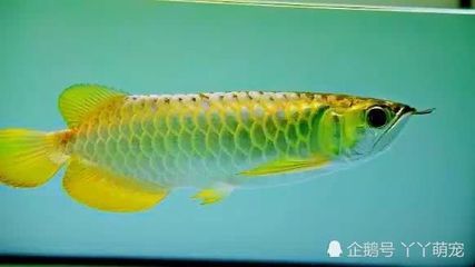 金龍魚為什么一直張嘴巴：金龍魚一直張嘴巴可能是由于缺氧導致的