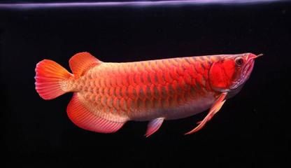 紅龍魚(yú)多大開(kāi)始出鱗框：紅龍魚(yú)的鱗框發(fā)色是一個(gè)漸進(jìn)的過(guò)程，通常與紅龍魚(yú)的體長(zhǎng)密切相關(guān) 龍魚(yú)百科 第1張