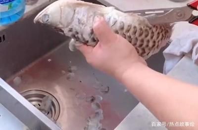 龍魚趴地不吃東西了會死嗎為什么：龍魚趴地不吃東西了會死嗎 龍魚百科 第2張