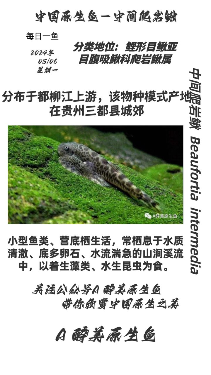 中間爬巖鰍：分布在都柳江上游,木田評論：也叫河馬頭 觀賞魚論壇