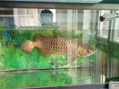 過背金龍魚與高背金龍魚分別在哪里生存：過背金龍魚與高背金龍魚分別在哪里生存環(huán)境的信息 龍魚百科 第2張