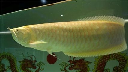 龍魚一張嘴一張嘴：龍魚嘴巴一張一合是什么原因？ 龍魚百科 第3張