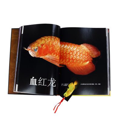 龍魚一張嘴一張嘴：龍魚嘴巴一張一合是什么原因？ 龍魚百科 第2張