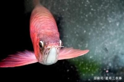 紅龍魚飼養(yǎng)技巧圖解：紅龍魚的飼養(yǎng)技巧圖解