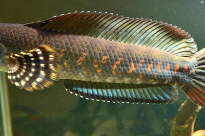 雷龍魚常見病癥以及治療方法：雷龍魚常見病癥包括蒙眼病、水霉病、白膜病以及內(nèi)外寄生蟲病