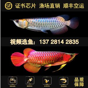 金龍魚芯片怎么查詢型號(hào)：如何查詢金龍魚芯片型號(hào) 龍魚百科 第1張