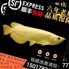 金龍魚芯片怎么查詢型號(hào)：如何查詢金龍魚芯片型號(hào) 龍魚百科 第2張